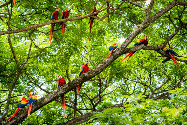 A flock of scarlet macaws, Ara macao, in a tree. Taken in Guanacaste, Costa Rica